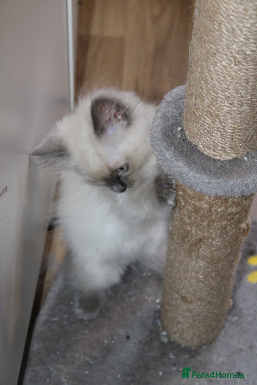 Ragdoll cats for sale: Ragdoll  - Image 12