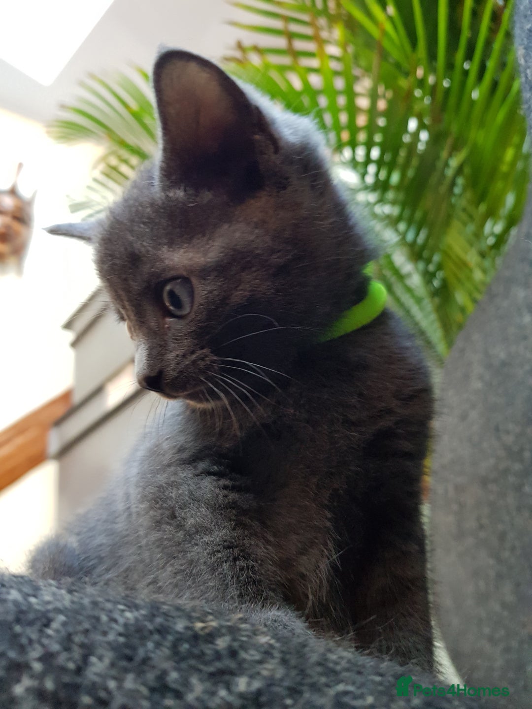Mixed Breed cats for sale: Grey kittens  - Image 18