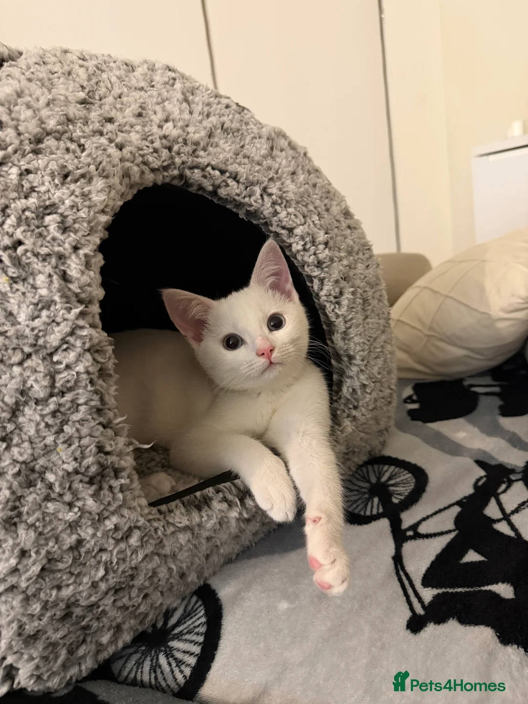 Mixed Breed cats for sale: White blue eyes cat  in London - Advert 3