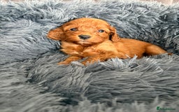Cockapoo dogs for sale: Beautiful fox red cockapoo - Image 17
