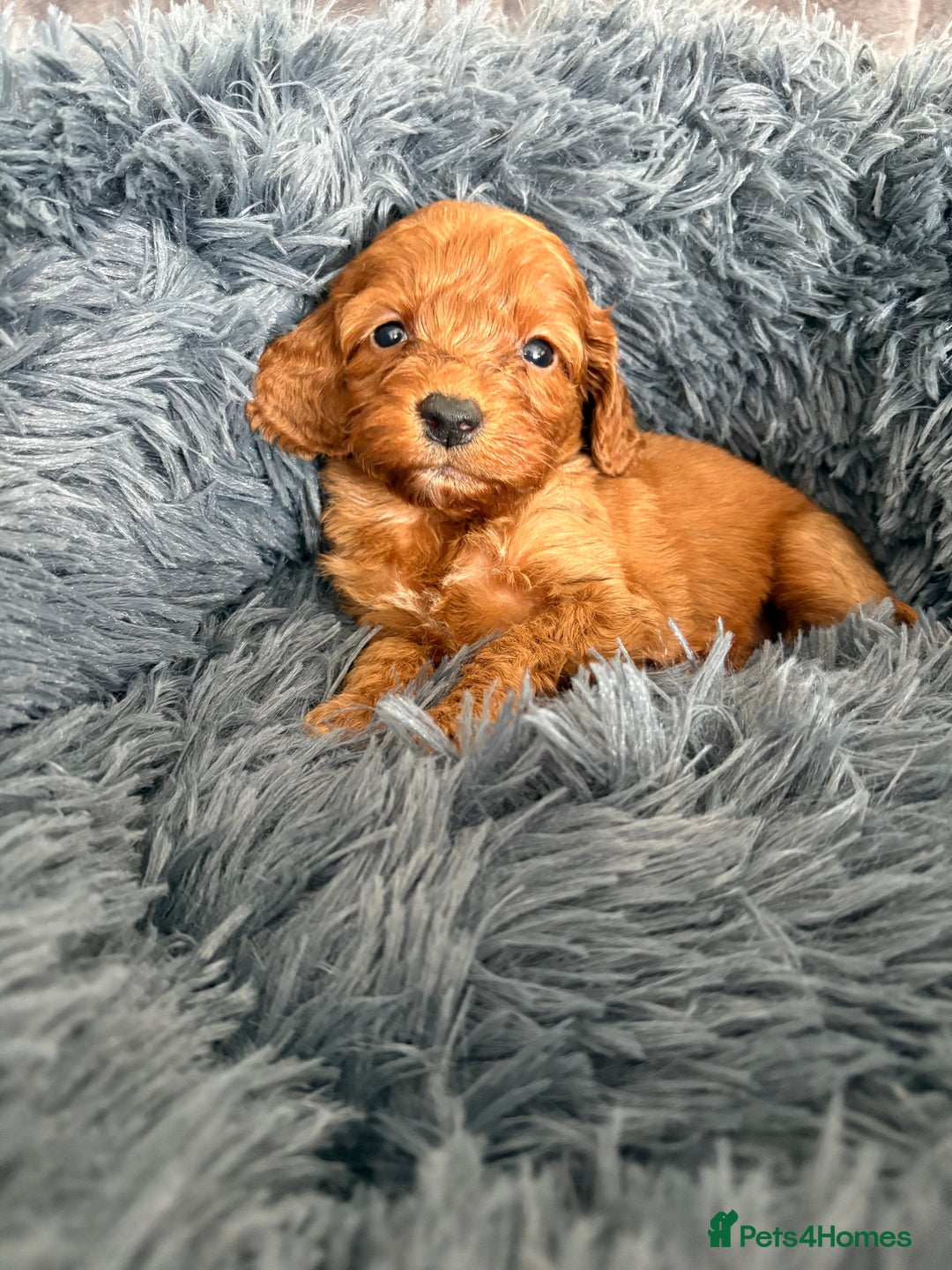 Cockapoo dogs for sale: Beautiful fox red cockapoo - Image 17
