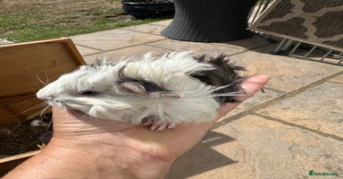 Guinea Pig rodents - Advert 4