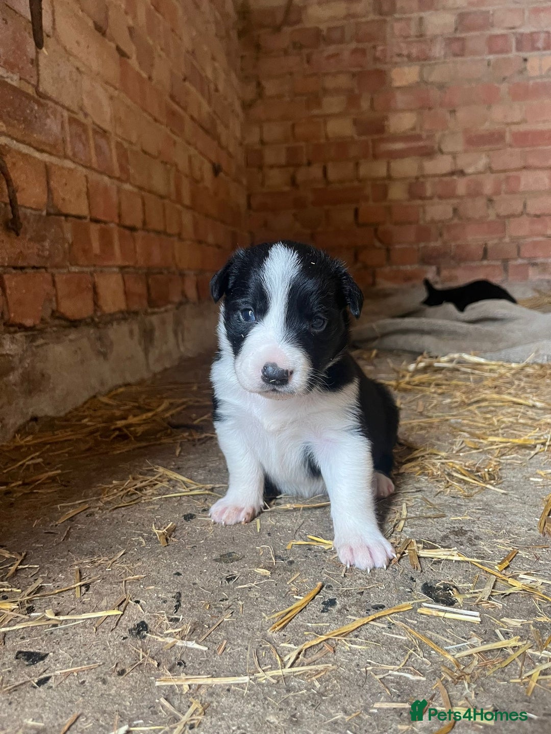Mixed Breed dogs for sale: Collie puppies for sale - Image 10