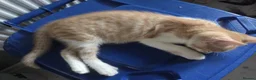 Mixed Breed cats for sale: Beautiful mixed breed kittens for sale - Advert 10
