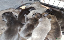 Mixed Breed dogs for sale: Stunning cane corso cross pups - Image 3