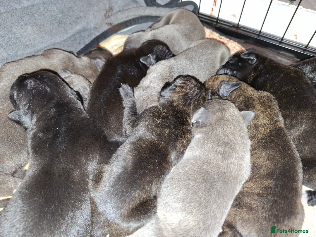Mixed Breed dogs for sale: Stunning cane corso cross pups - Image 3