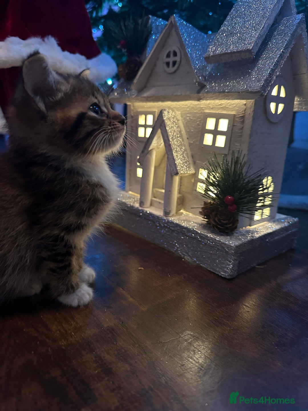 Mixed Breed cats for sale: 3 Half Ragdoll kittens; 2 boys and 1 girl - Advert 21