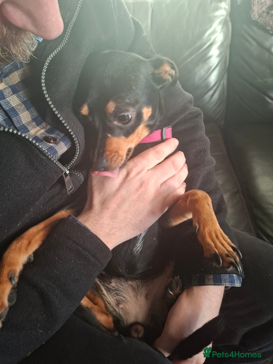Miniature Pinscher dogs for sale: Lilo, looking for a new home. - Advert 7