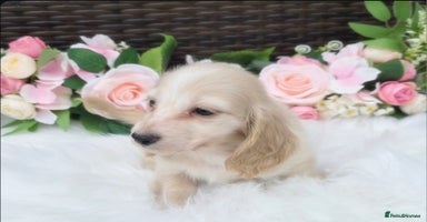 Miniature Dachshund dogs - Advert 4