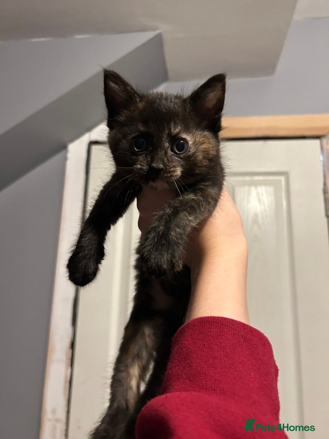 Mixed Breed cats for sale: Kittens for sale - read description for prices.  - Image 5