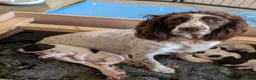 English Springer Spaniel dogs for sale: Boy Springer pup for sale  - Advert 4