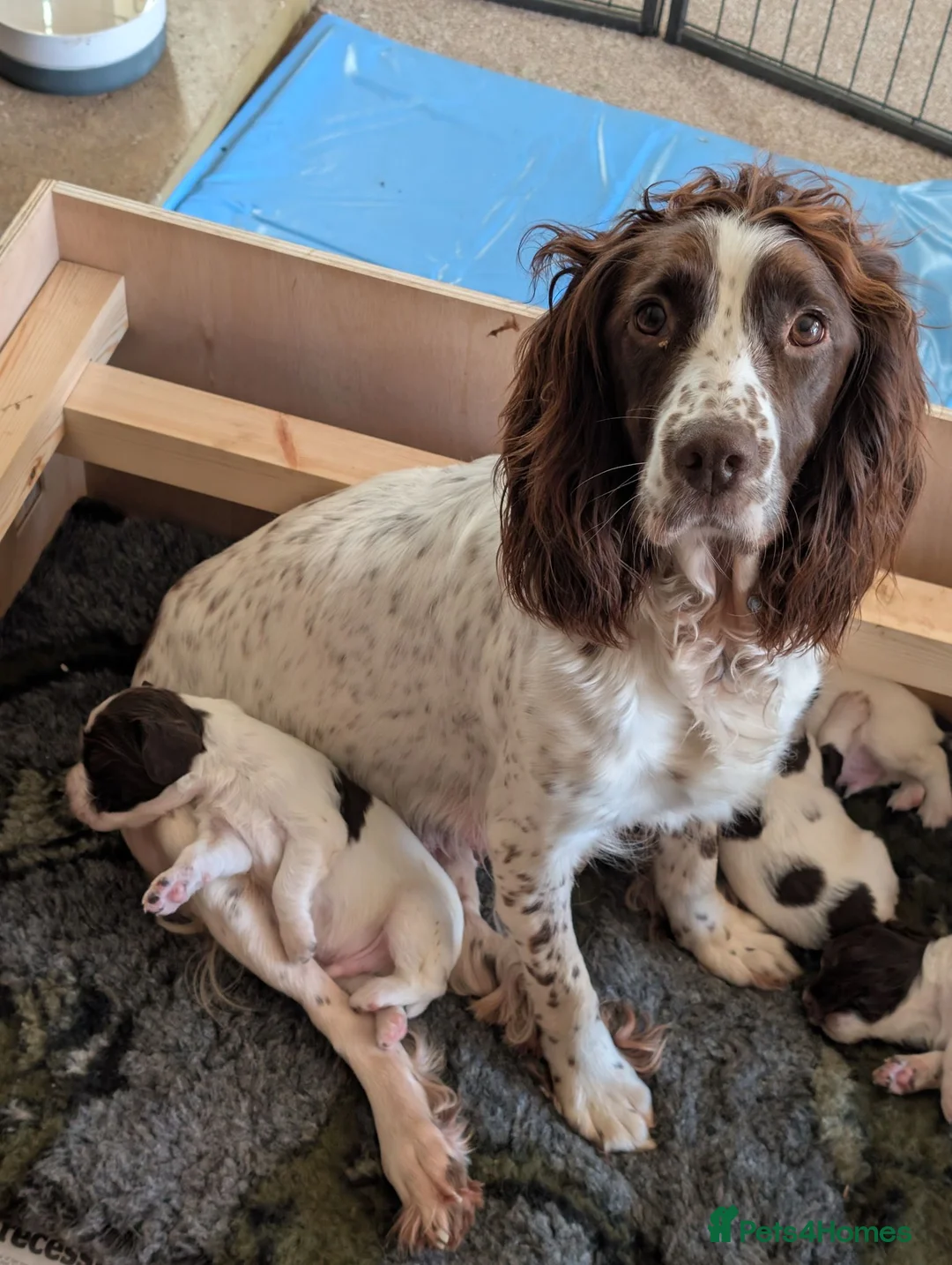 English Springer Spaniel dogs for sale: Boy Springer pup for sale  - Advert 4