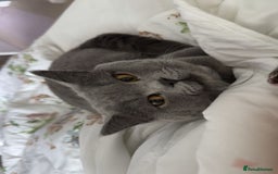 British Shorthair cats for sale: with all his belongings-litter box,bed,bowls,toys. - Image 4