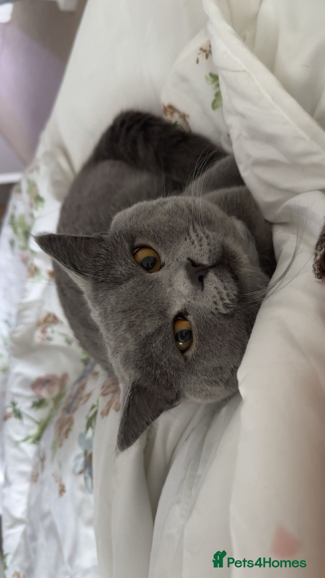British Shorthair cats for sale: with all his belongings-litter box,bed,bowls,toys. - Image 4