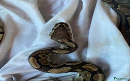 Python Snake reptiles for sale: Whiskey - Image 6
