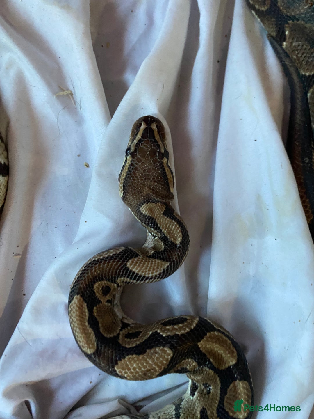 Python Snake reptiles for sale: Whiskey - Image 6