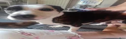 Mixed Breed dogs for sale: Chihuahua x staffy for sale in Stockton-on-Tees - Advert 5