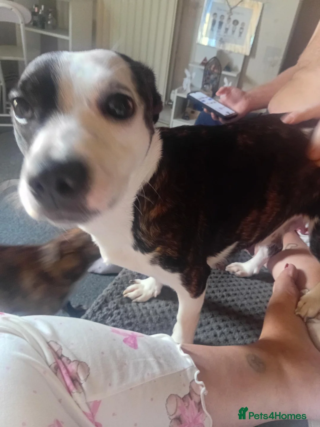 Mixed Breed dogs for sale: Chihuahua x staffy for sale in Stockton-on-Tees - Advert 5