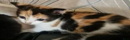Mixed Breed cats for sale: Kittens 😸  - Advert 2