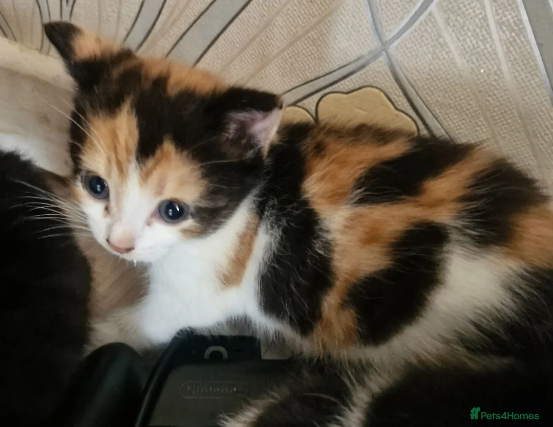 Mixed Breed cats for sale: Kittens 😸  - Advert 2