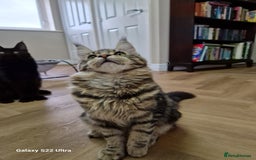 Maine Coon cats for sale: Pure maine coon - Image 12