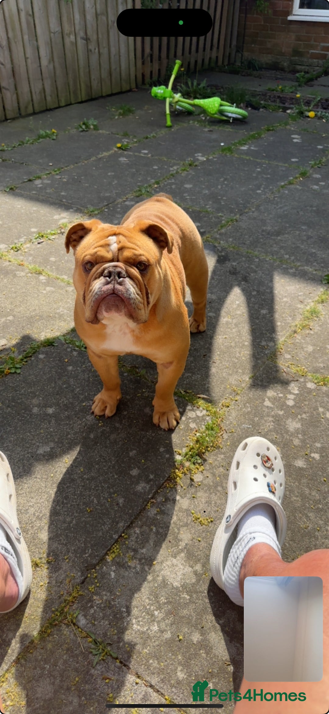English Bulldog dogs for sale: Willow - Image 1