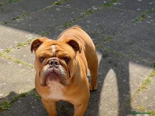 English Bulldog dogs - Advert 26