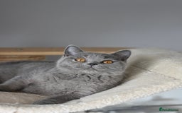 British Shorthair cats for sale: GCCF reg kittens looking for loving homes  - Image 10
