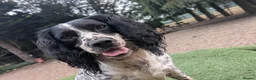 Cocker Spaniel dogs for sale: Stunning working cocker spaniels  - Advert 22