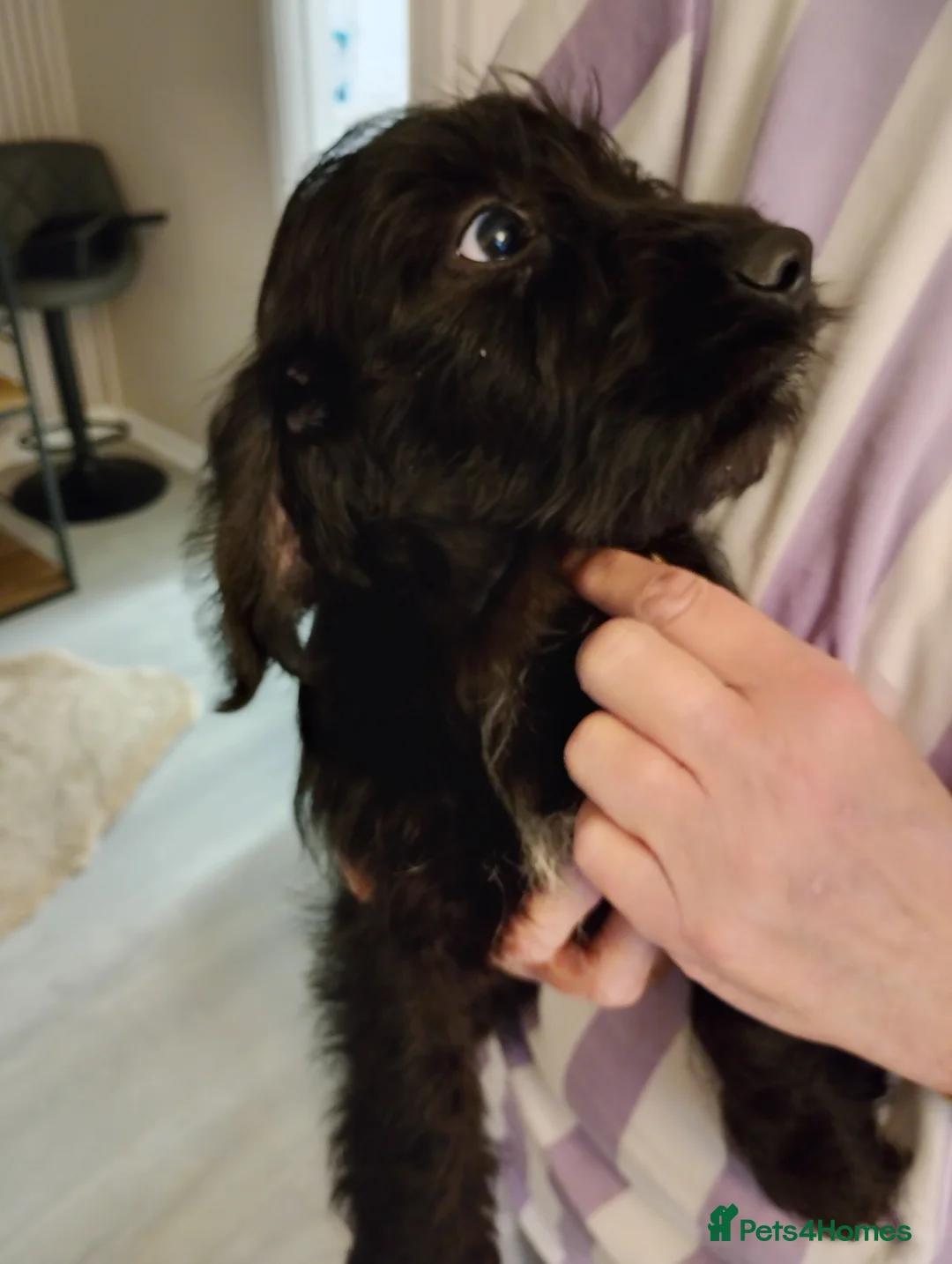 Mixed Breed dogs for sale: Dachshund cross terrier  - Advert 2