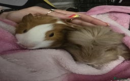 Guinea Pig rodents for sale: Friendly female guinea pigs. Lovely colours - Image 6