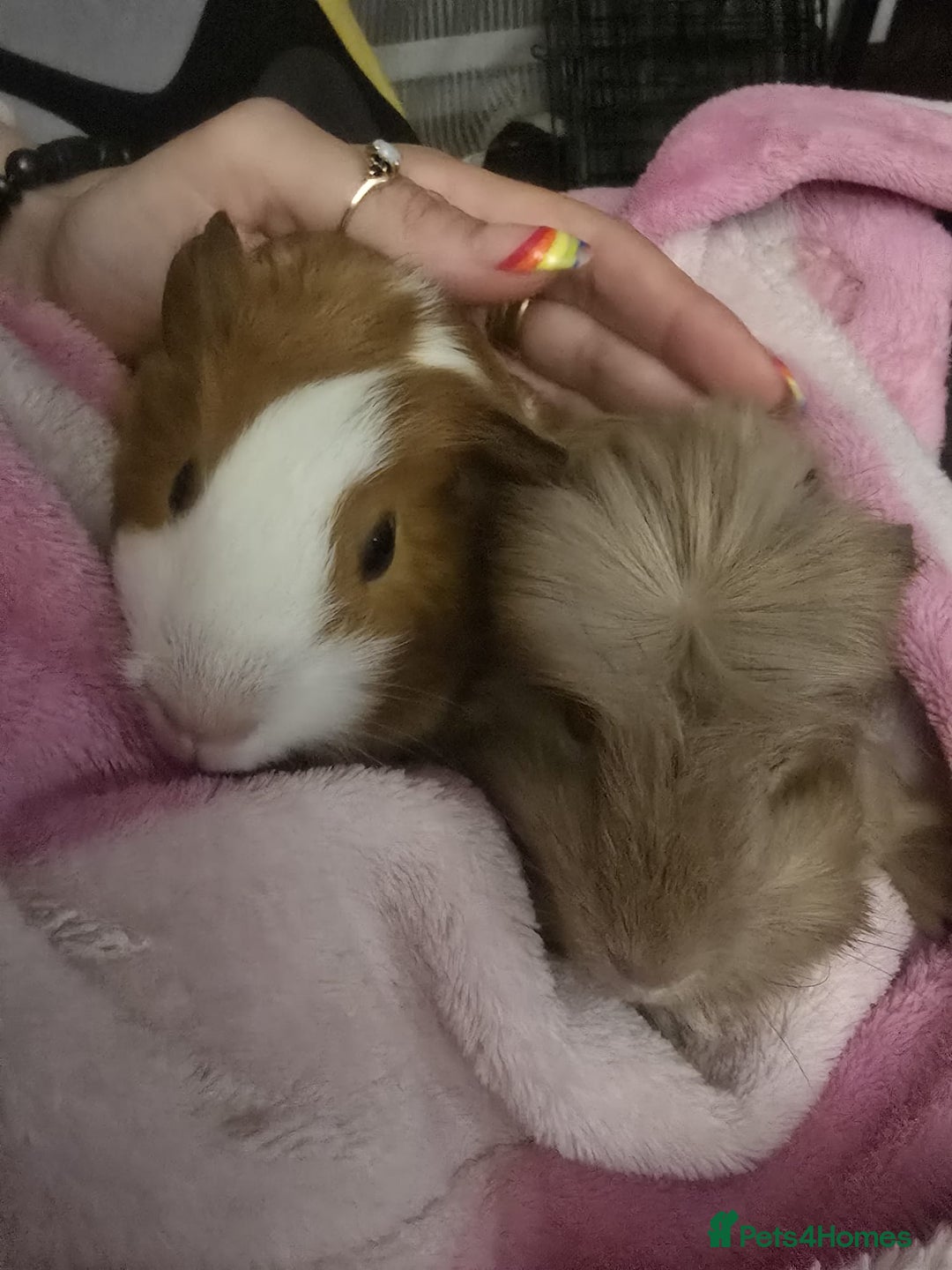 Guinea Pig rodents for sale: Friendly female guinea pigs. Lovely colours - Image 6