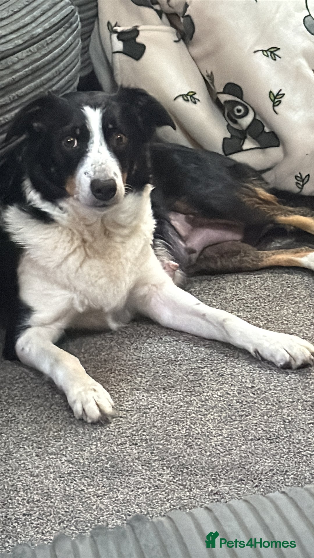 Mixed Breed dogs for sale: Border collie X Welsh collie pups - Advert 1