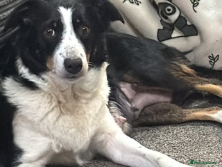 Mixed Breed dogs Border collie X Welsh collie pups - Advert 8