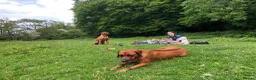 Rhodesian Ridgeback dogs for sale: Rhodesian Ridgebacks: Exceptional, 4th Generation - Advert 20