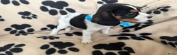 Mixed Breed dogs for sale: Beautiful Jackaliers - Advert 5