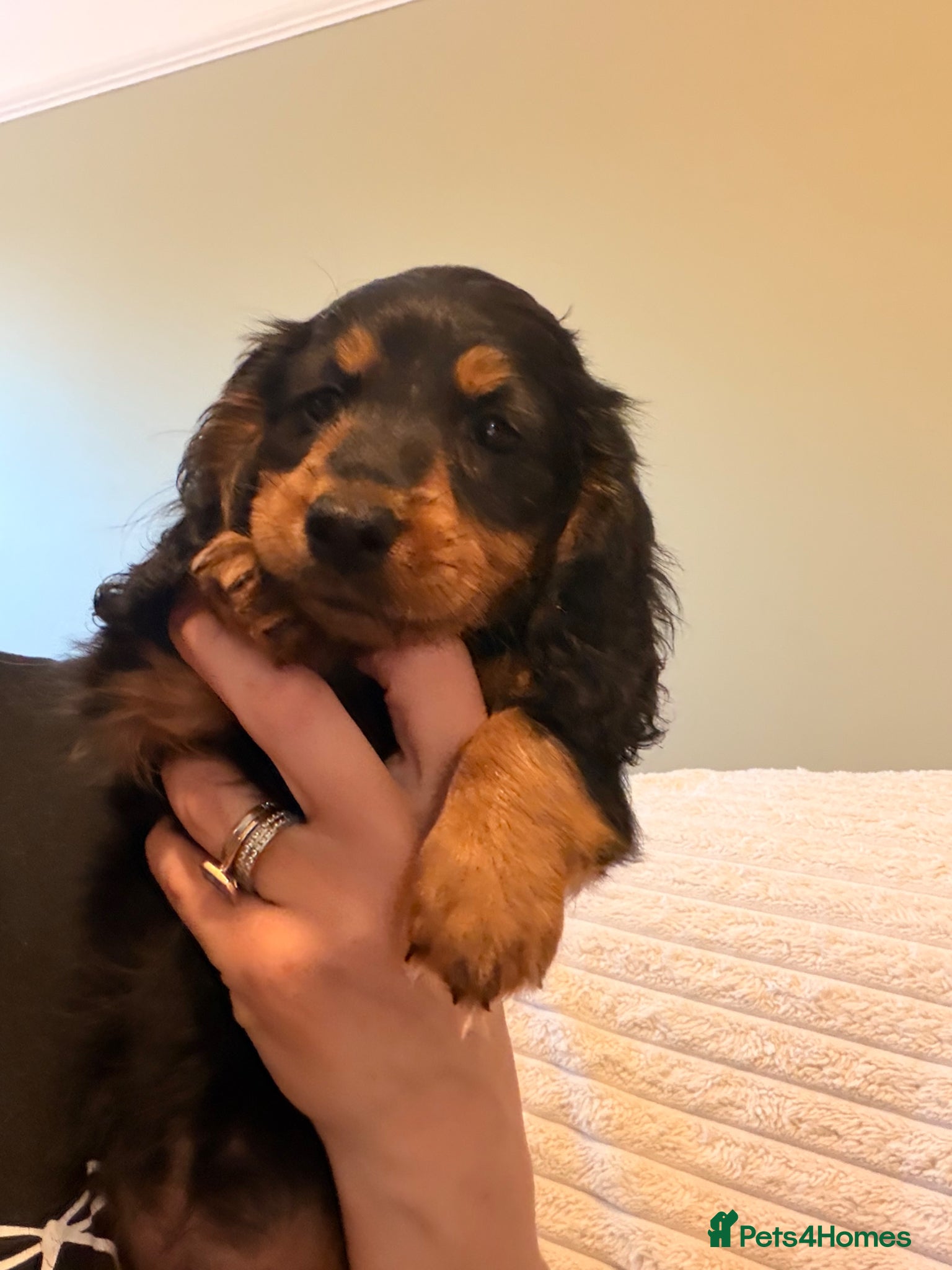 Miniature Dachshund dogs Quality miniature dachshund puppies  - Advert 2