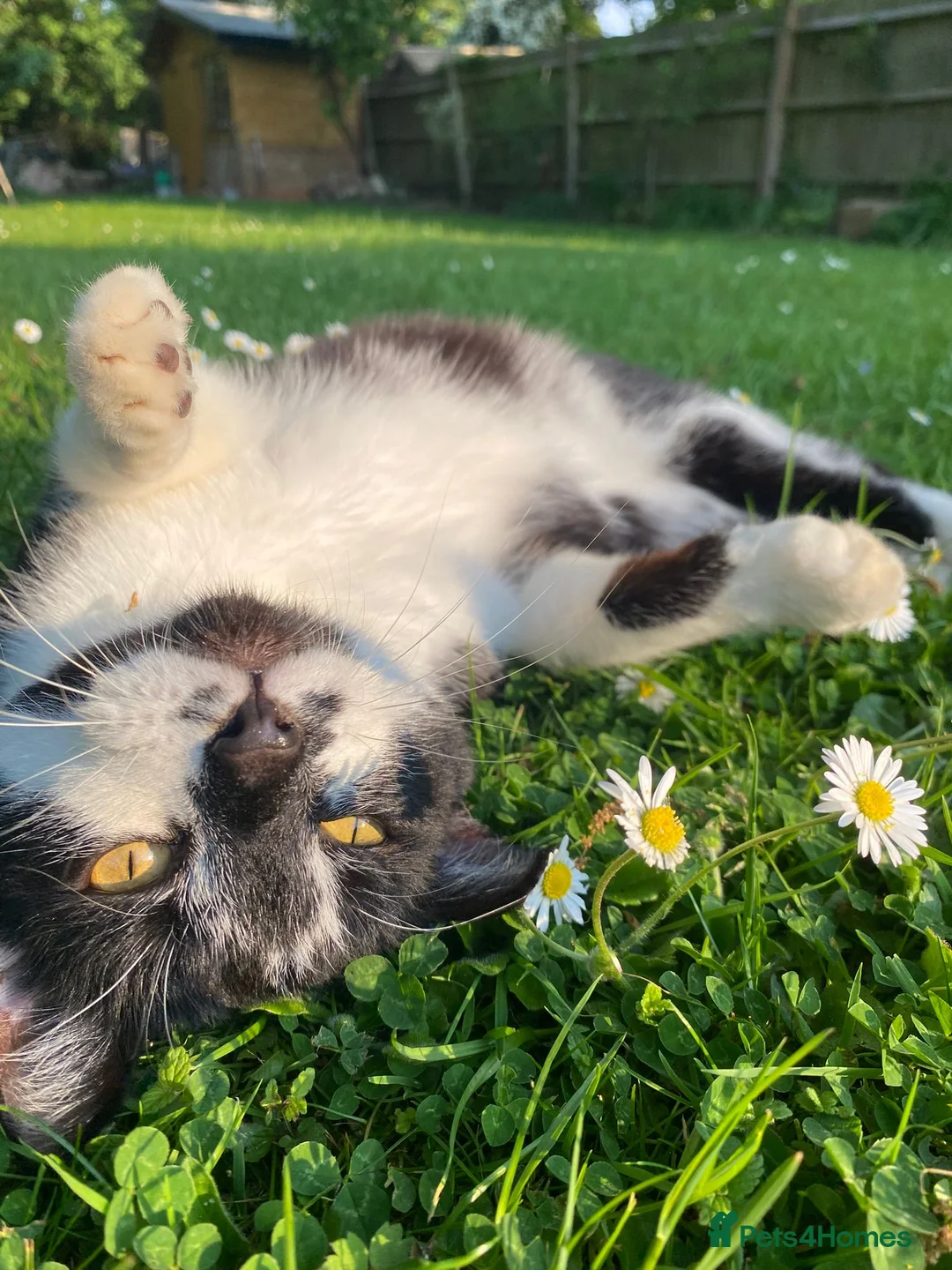 Mixed Breed cats for sale: Lovely male mixed breed 4 year old cat - Advert 2