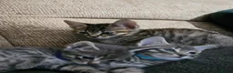 Mixed Breed cats for sale: Adorable Grey kittens for sale  - Advert 6