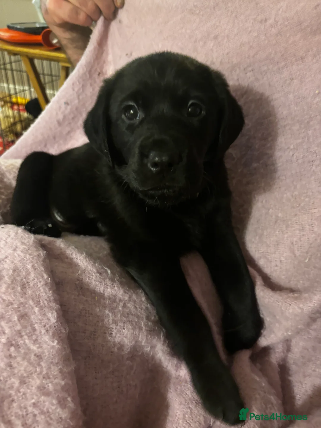 Goldador dogs for sale: Goldador puppies with a dash of dalmation  - Advert 4