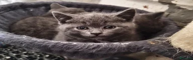 British Shorthair Kitten 2