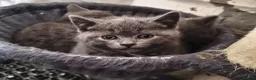British Shorthair cats for sale: BRITISH SHORTHAIR KITTENS GCCF REGISTERED - Advert 32
