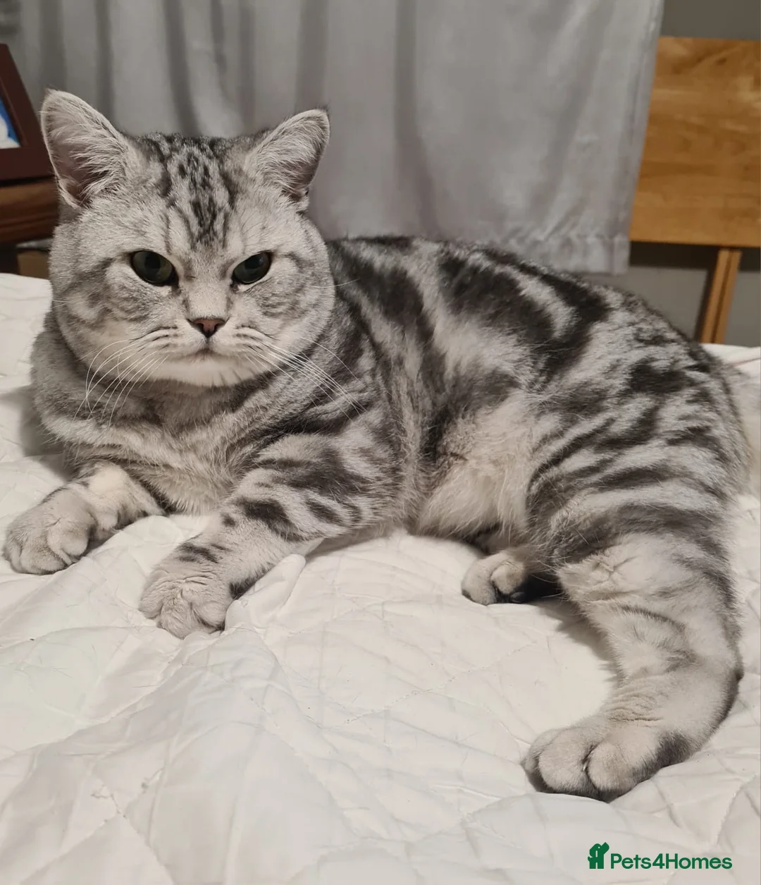 British Shorthair cats for stud: GCCF shorthair ready for stud in Knottingley - Advert 3