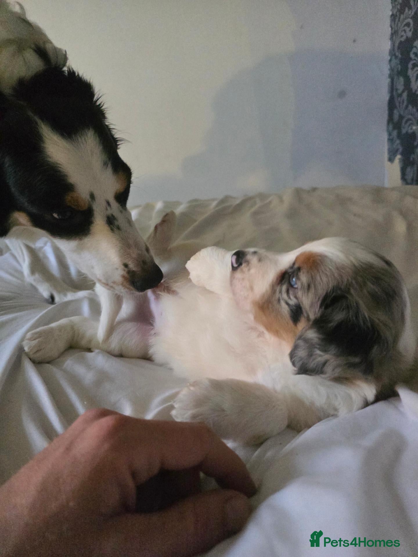 Border Collie dogs Beautiful Border Collie merles - Advert 5