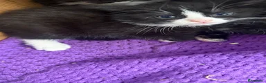Mixed Breed Kitten 1