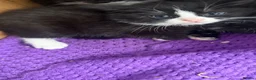 Mixed Breed cats for sale: Kittens - Advert 6