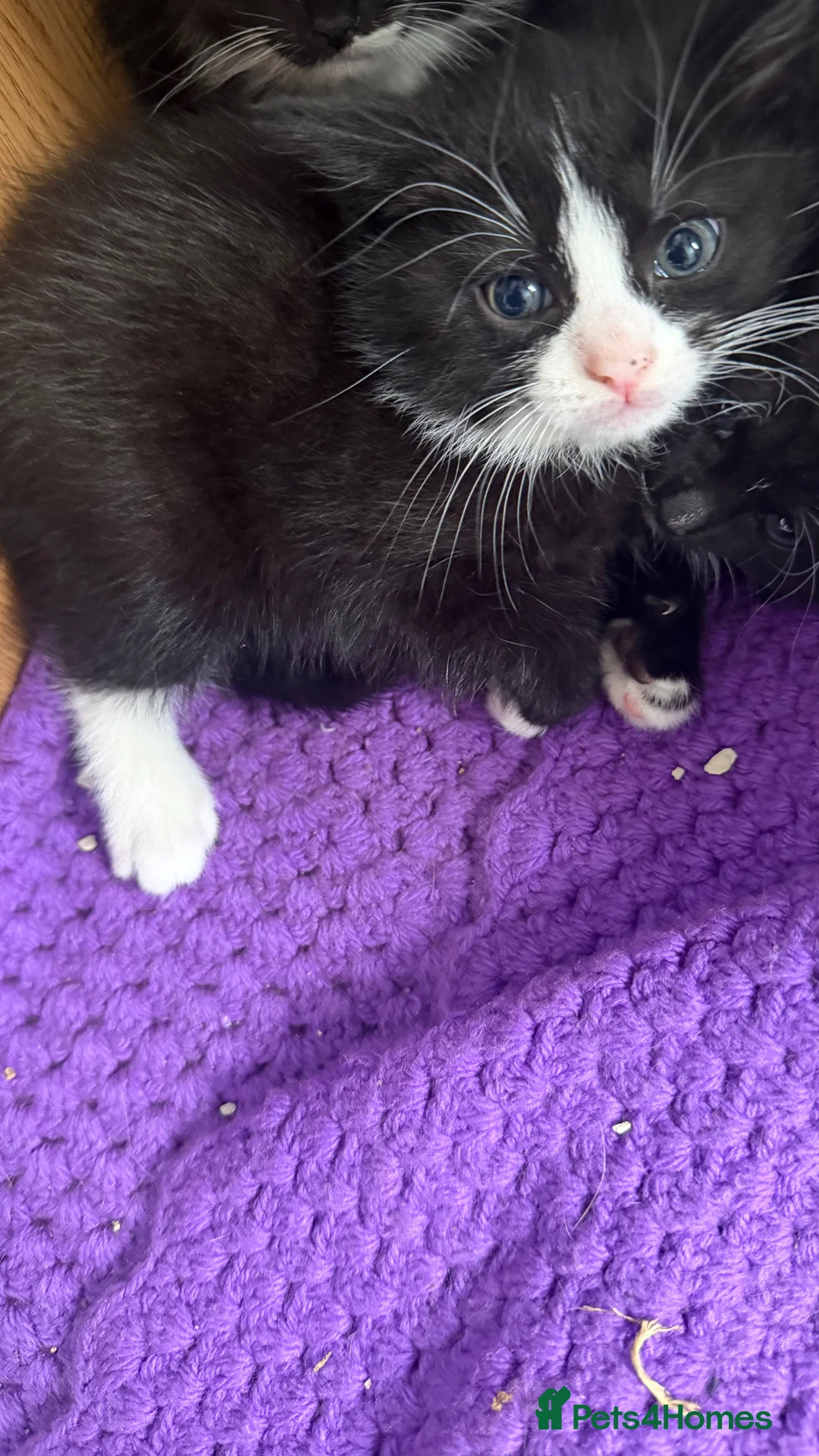 Mixed Breed cats for sale: Kittens - Advert 6