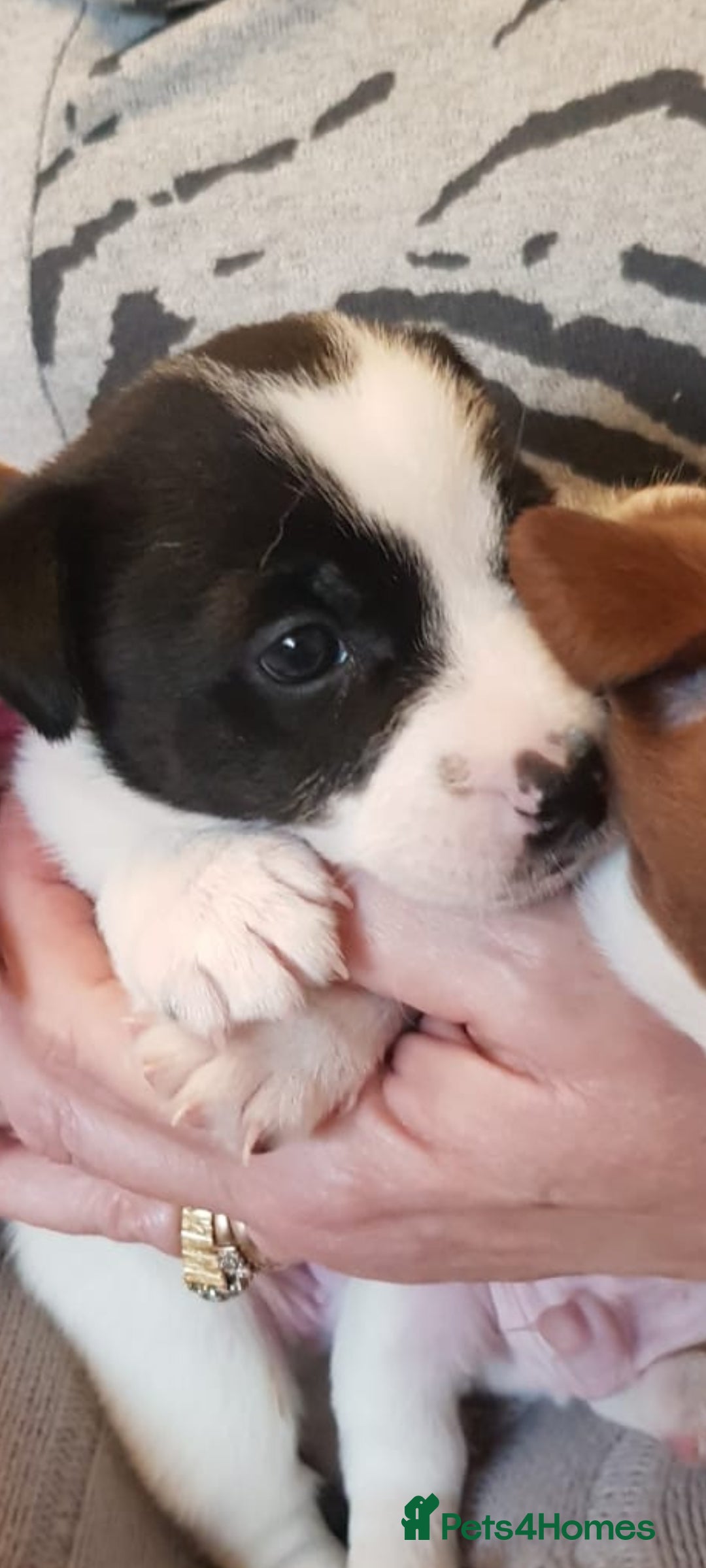 Jack Russell dogs for sale: Truly Superb  Russels - Advert 11