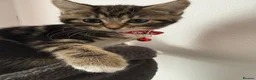 Ragcoon cats for sale: Mainecoon ragdolls  - Advert 10