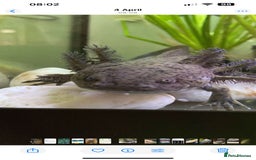 Axolotl reptiles for sale: Adult axolotls & wild babies  - Image 6